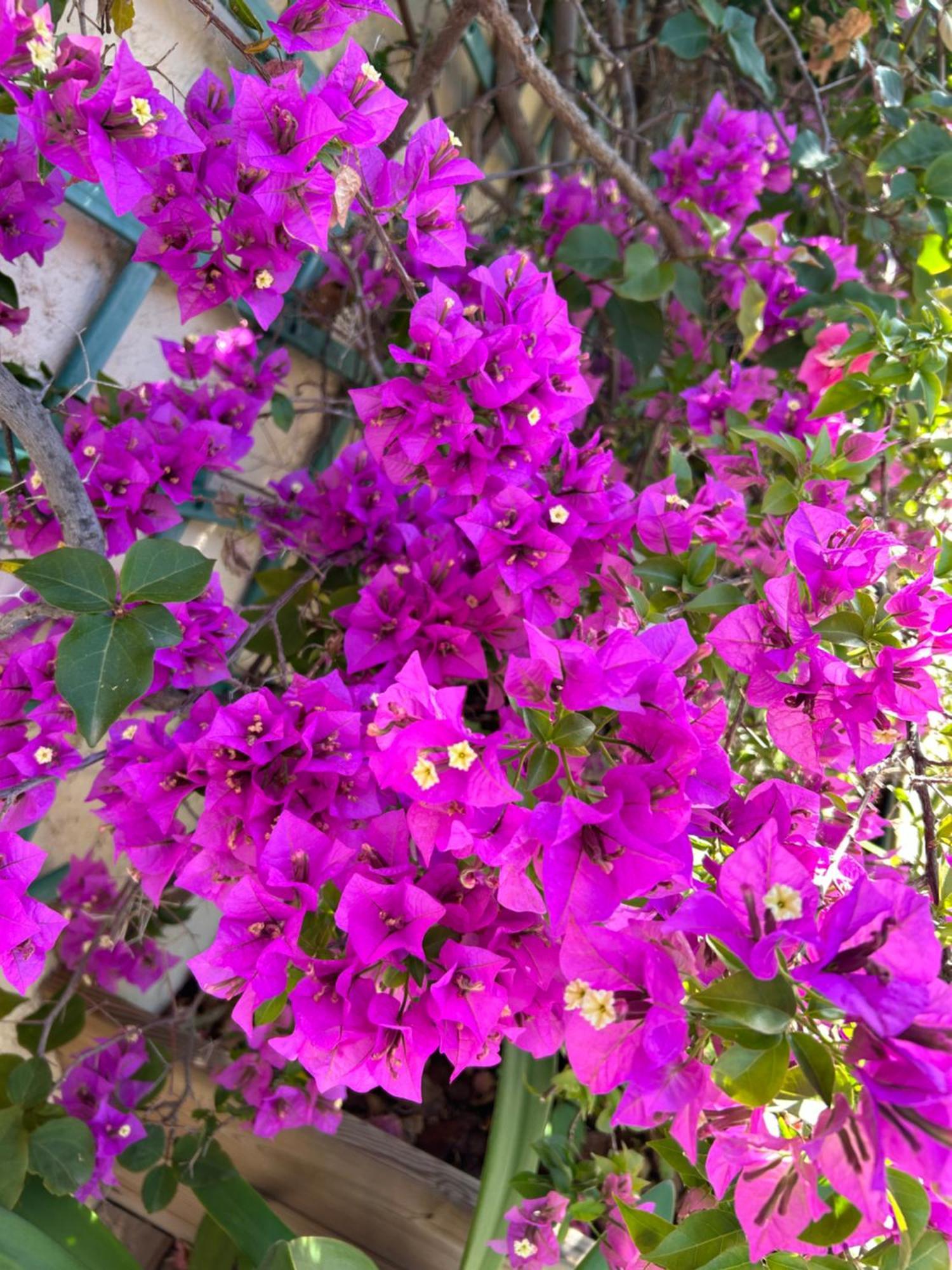 Hotel Auberge Provencale แซ็งต์-ราฟาเอล ภายนอก รูปภาพ