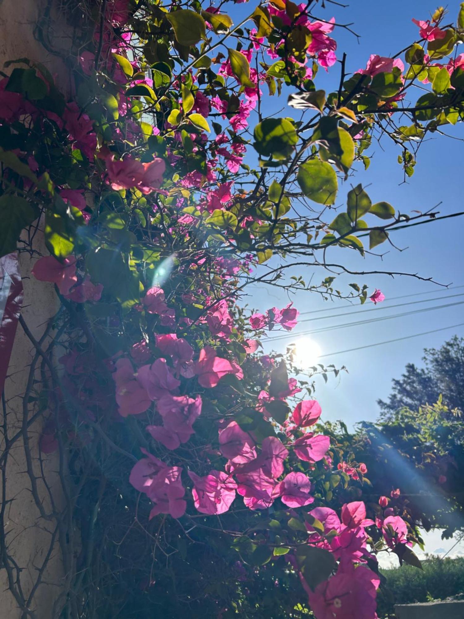 Hotel Auberge Provencale แซ็งต์-ราฟาเอล ภายนอก รูปภาพ